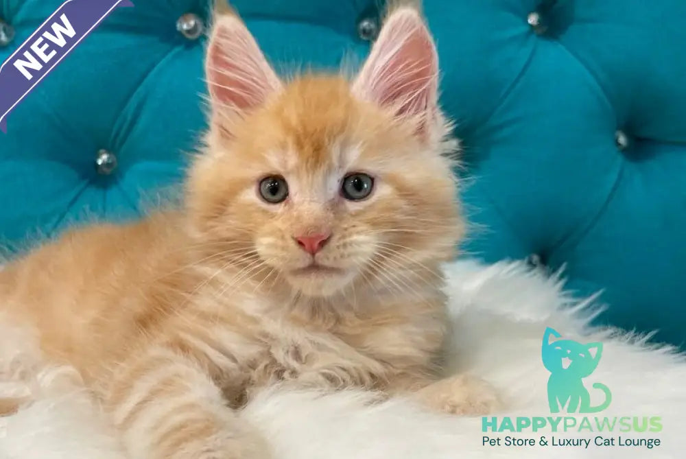 Nicholas Maine Coon male red silver - live animals