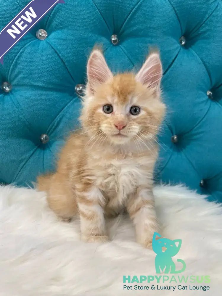 Nicholas Maine Coon male red silver - live animals