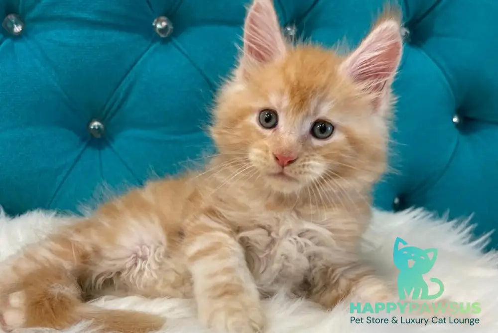 Nicholas Maine Coon male red silver - live animals