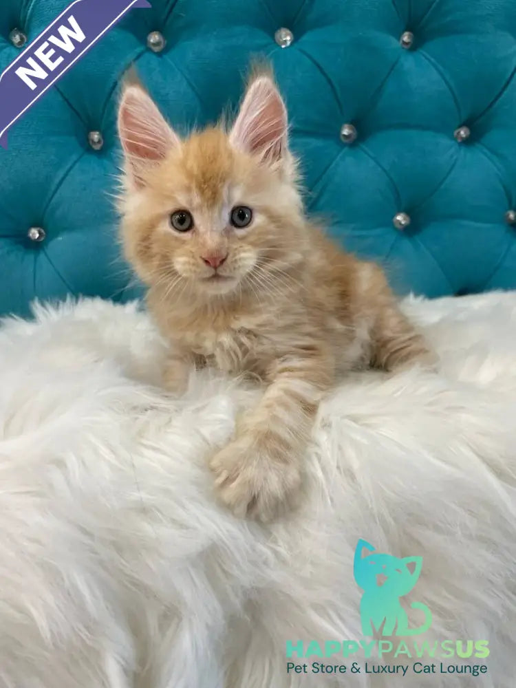 Nicholas Maine Coon male red silver - live animals