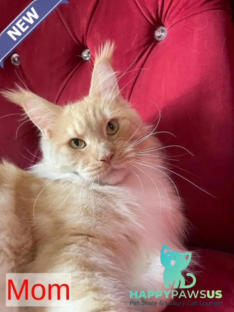 Nicholas Maine Coon male red silver - live animals