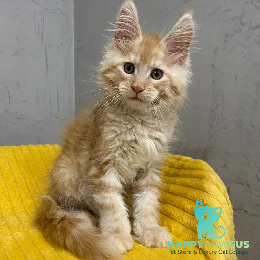 Nicholas Maine Coon male red silver - live animals