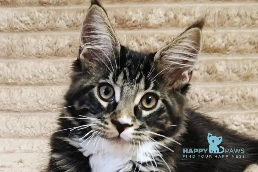 Nick Maine Coon male black with white tabby live animals