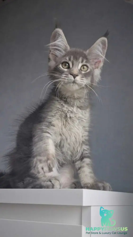 Nickol Maine Coon female blue ticked tabby - live animals