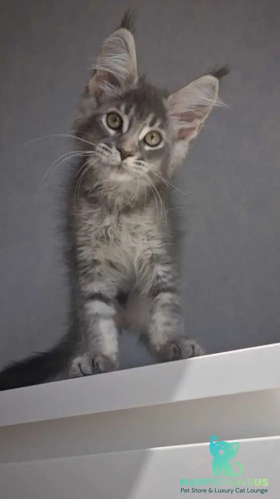 Nickol Maine Coon female blue ticked tabby - live animals