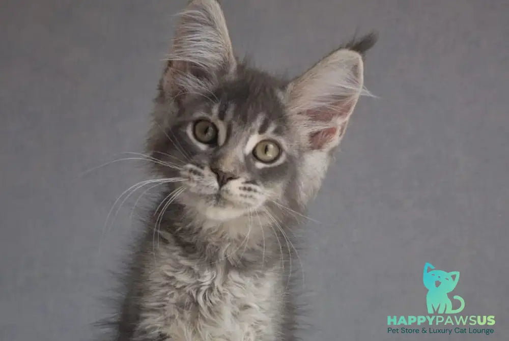 Nickol Maine Coon female blue ticked tabby - live animals