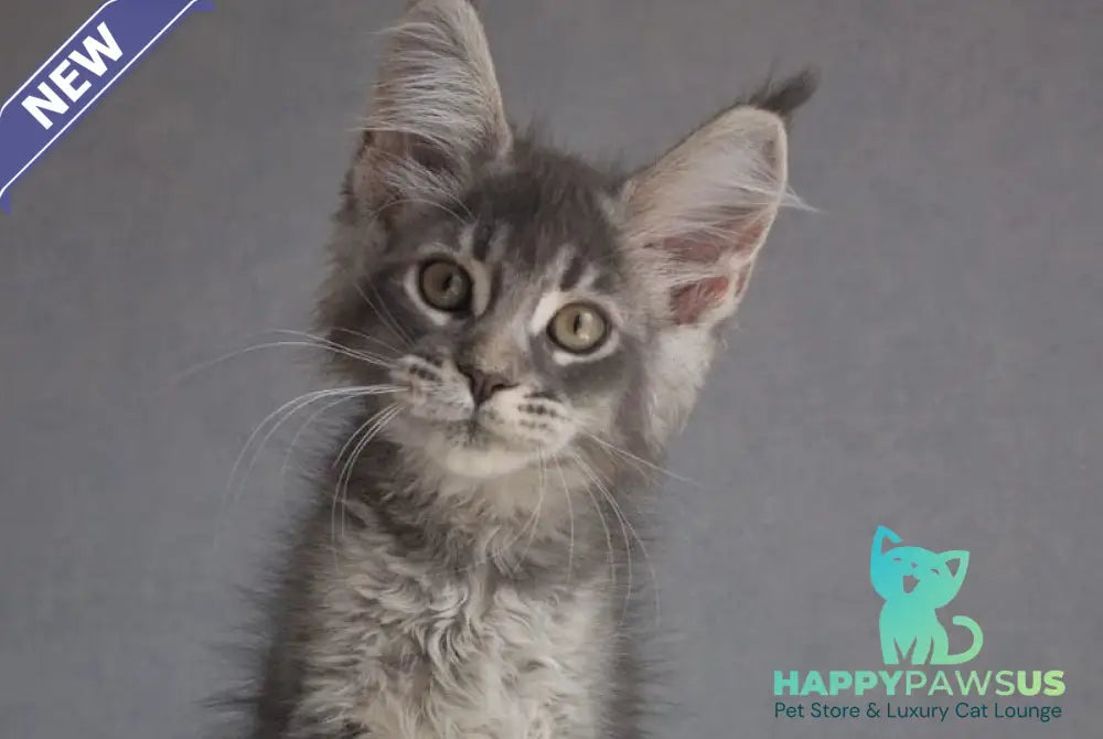 Nickol Maine Coon female blue ticked tabby - live animals