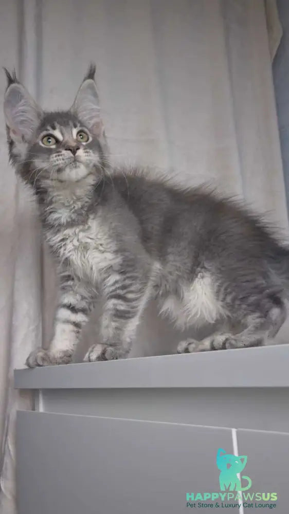 Nickol Maine Coon female blue ticked tabby - live animals
