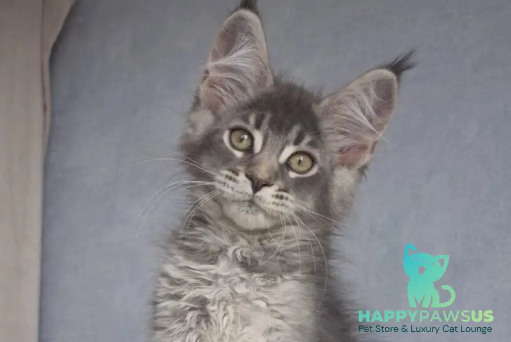 Nickol Maine Coon female blue ticked tabby - live animals