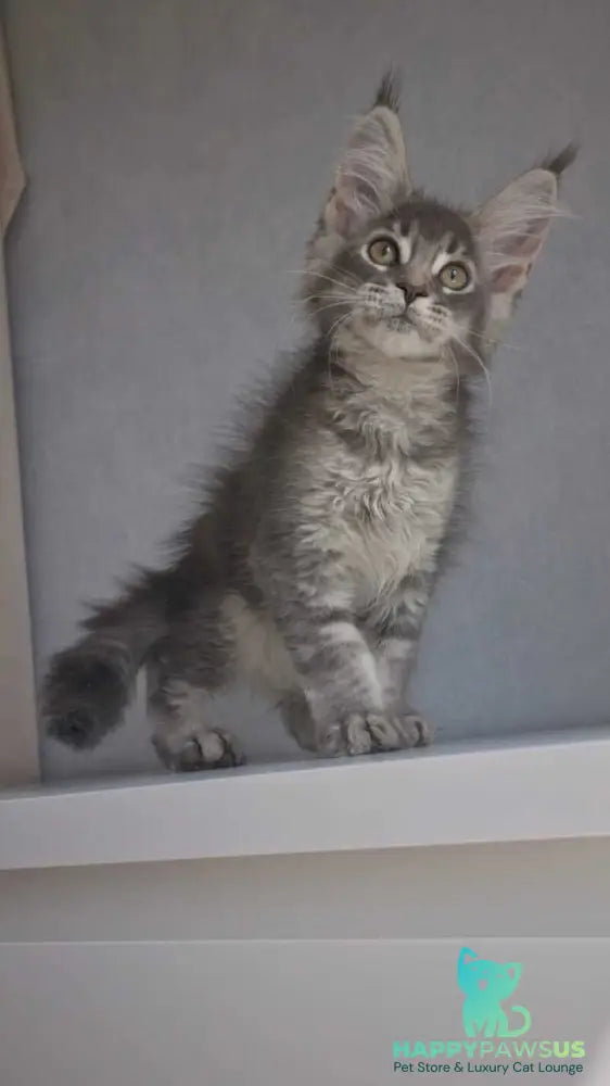 Nickol Maine Coon female blue ticked tabby - live animals