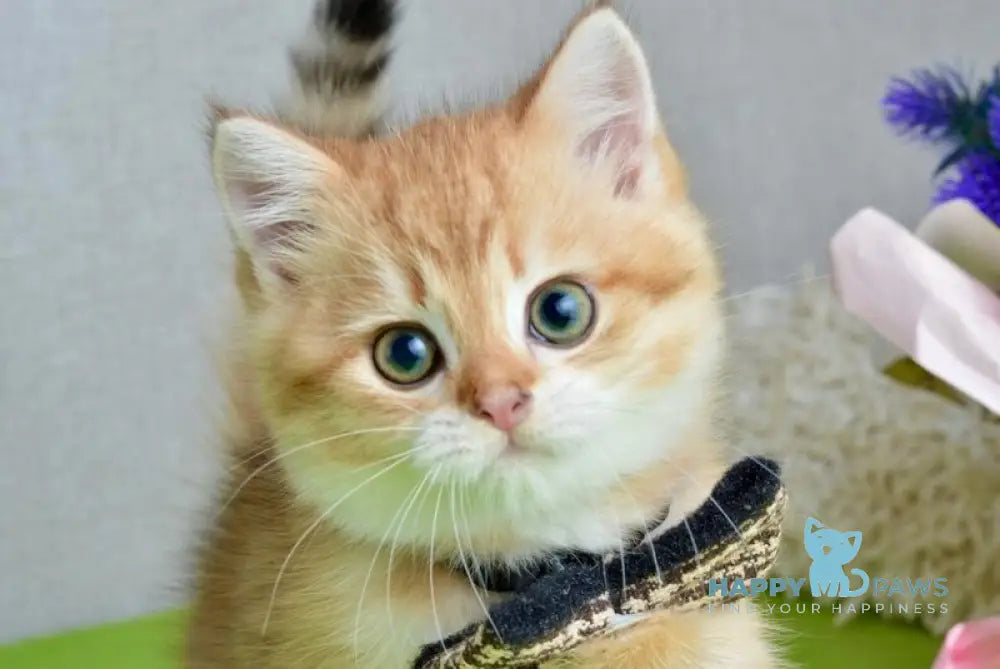 Nico Scottish Straight male black golden spotted tabby live animals
