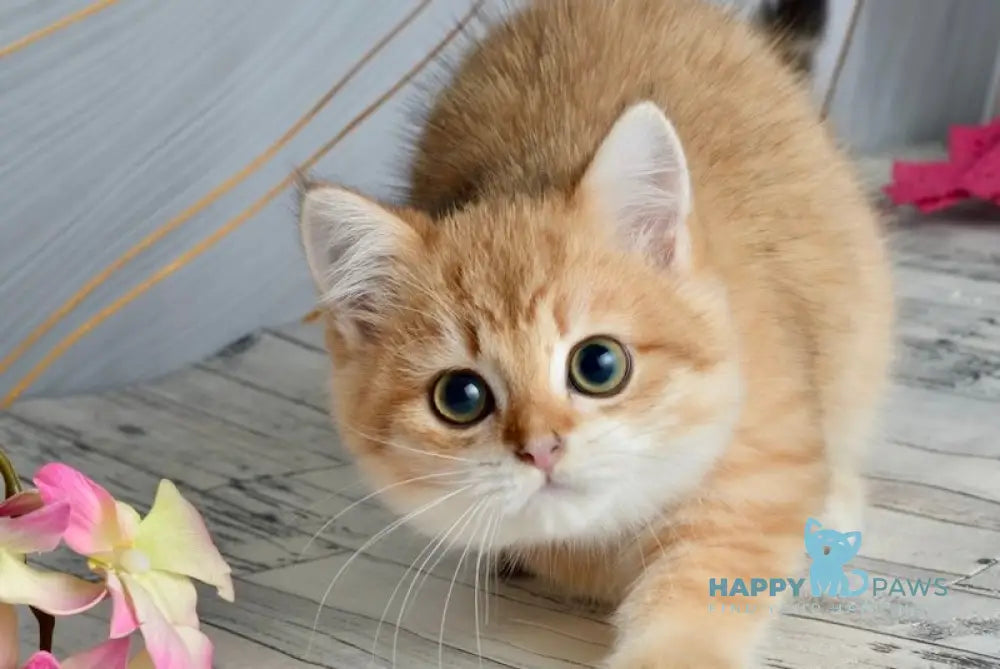 Nico Scottish Straight male black golden spotted tabby live animals