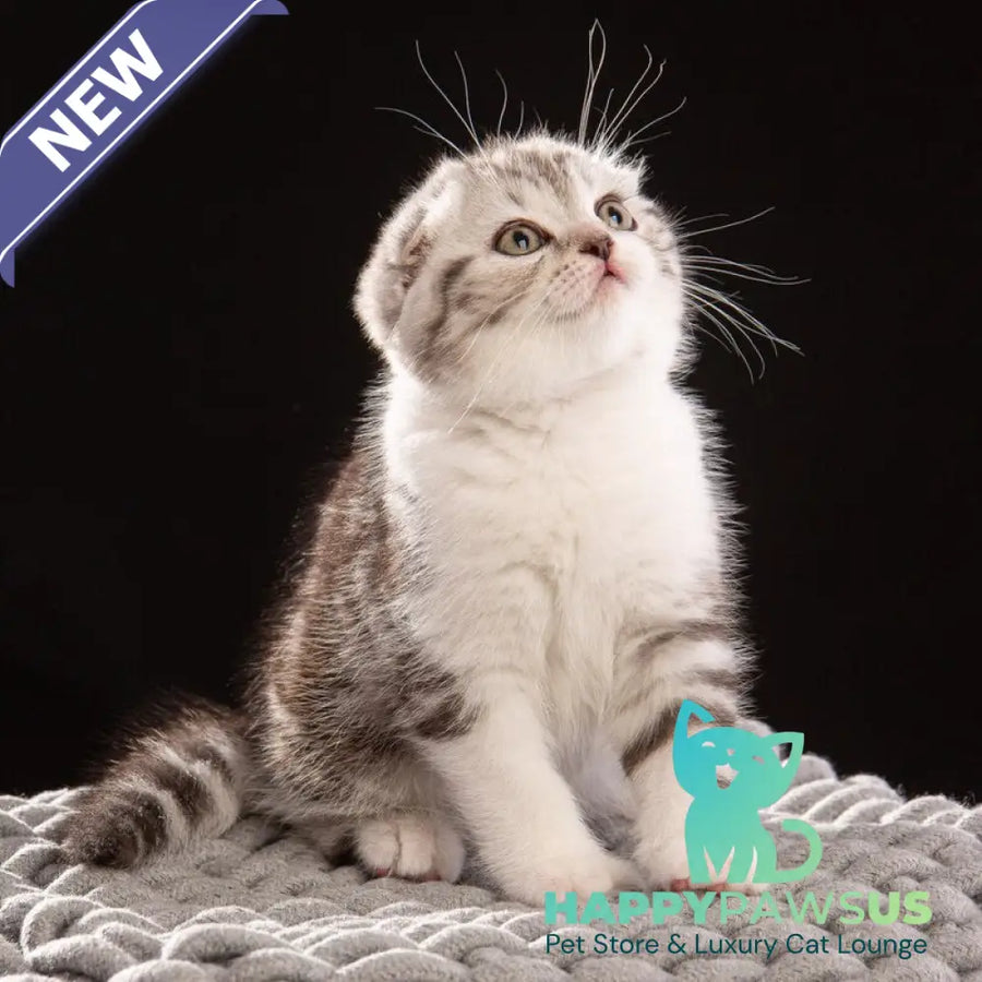 Nicolas Scottish Fold male black silver tabby bicolour - live animals