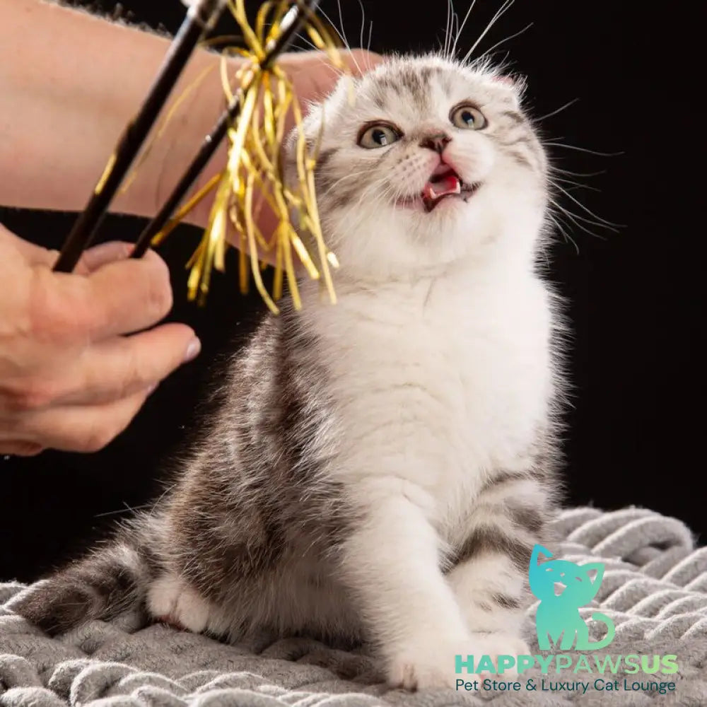 Nicolas Scottish Fold male black silver tabby bicolour - live animals