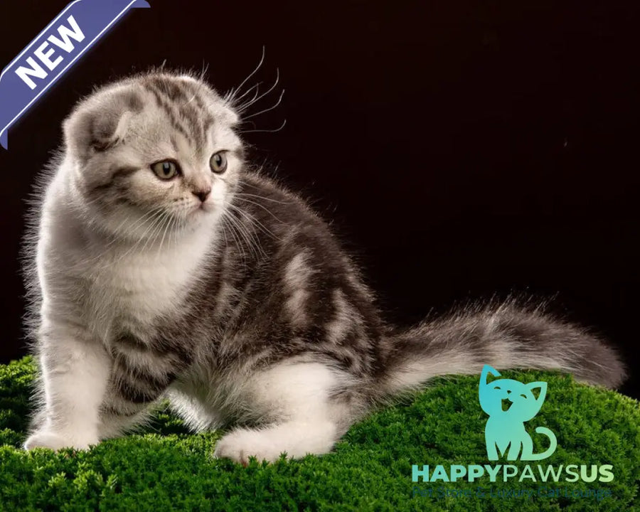 Nicolas Scottish Fold male black silver tabby bicolour - live animals