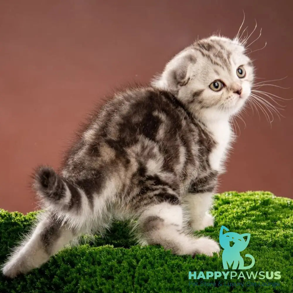 Nicolas Scottish Fold male black silver tabby bicolour - live animals