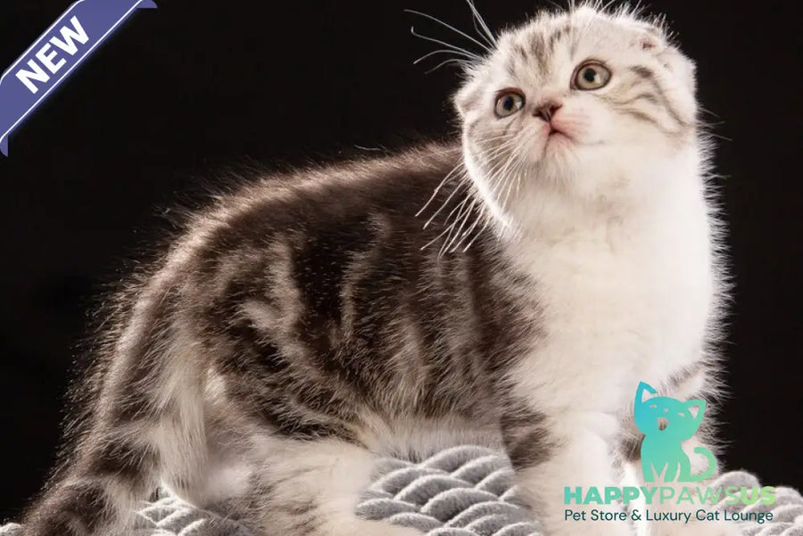 Nicolas Scottish Fold male black silver tabby bicolour - live animals