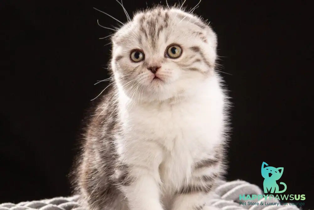 Nicolas Scottish Fold male black silver tabby bicolour - live animals