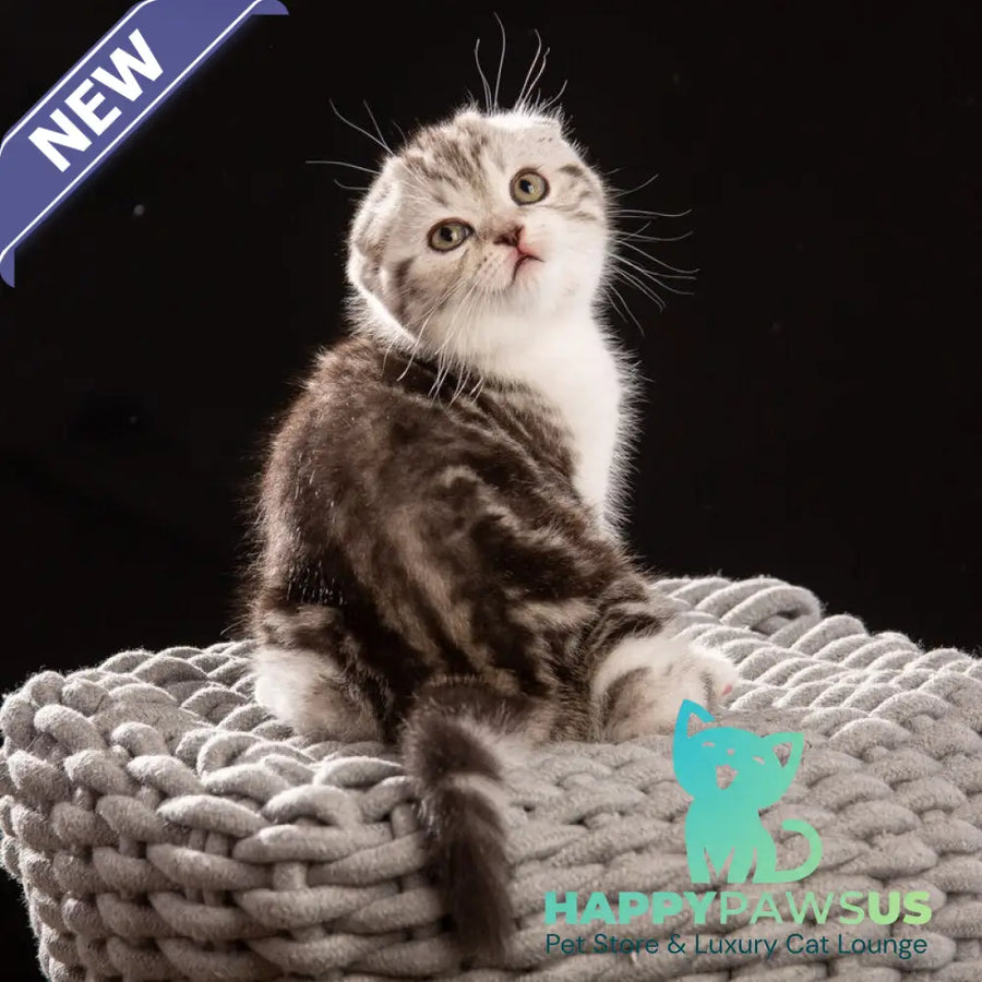 Nicolas Scottish Fold male black silver tabby bicolour - live animals