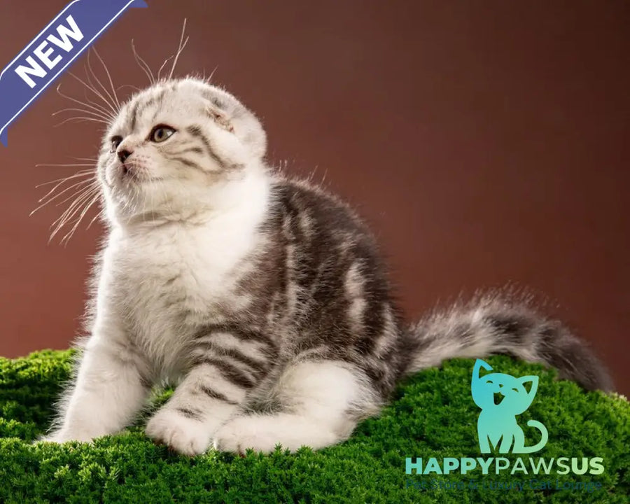 Nicolas Scottish Fold male black silver tabby bicolour - live animals