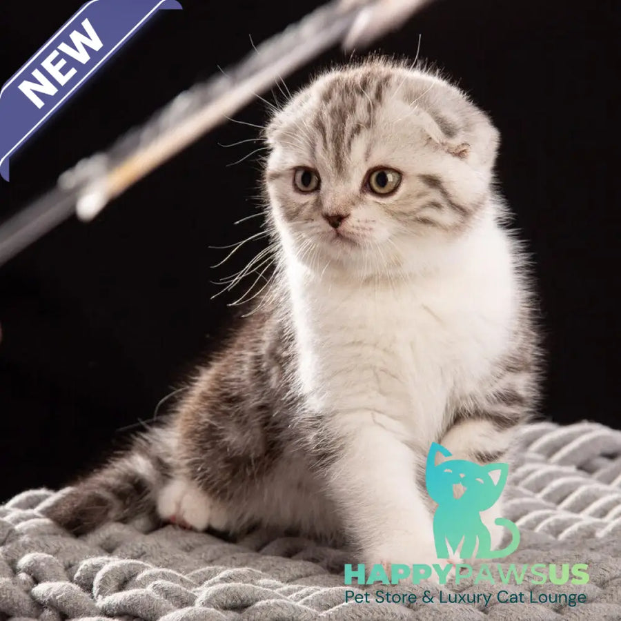 Nicolas Scottish Fold male black silver tabby bicolour - live animals