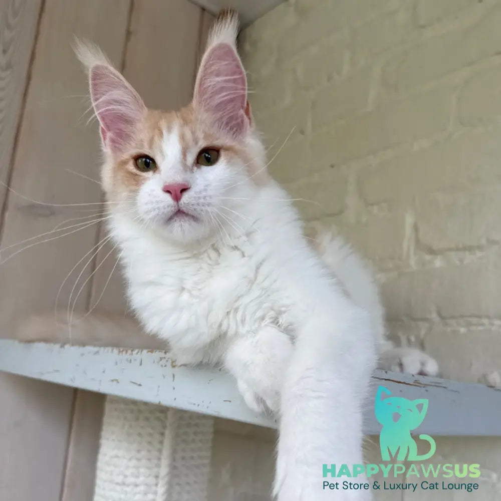 Nicole Maine Coon female cream silver spotted tabby bicolour - live animals