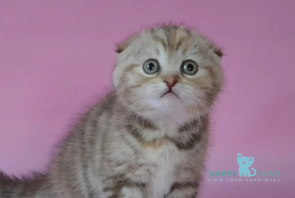 Nicole Scottish Fold female chocolate tortie tabby live animals