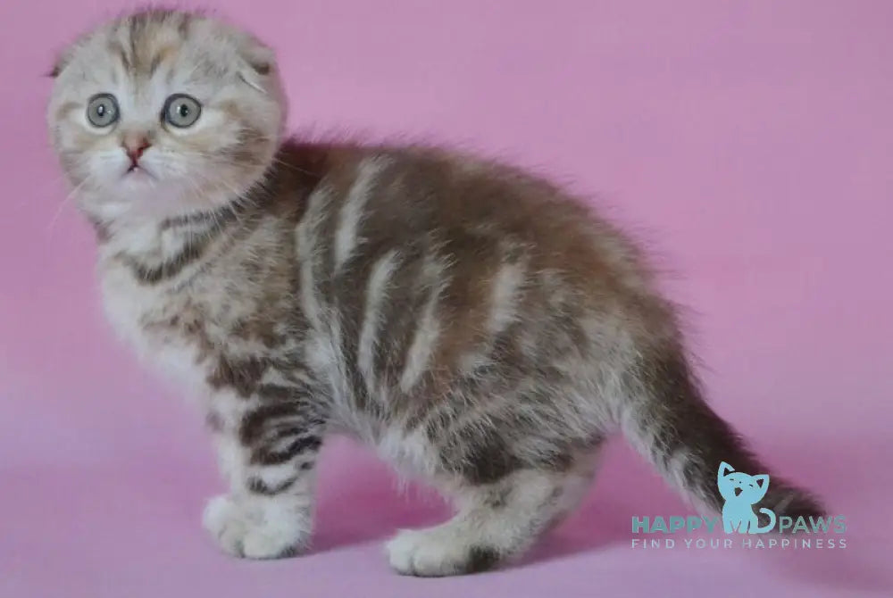 Nicole Scottish Fold female chocolate tortie tabby live animals