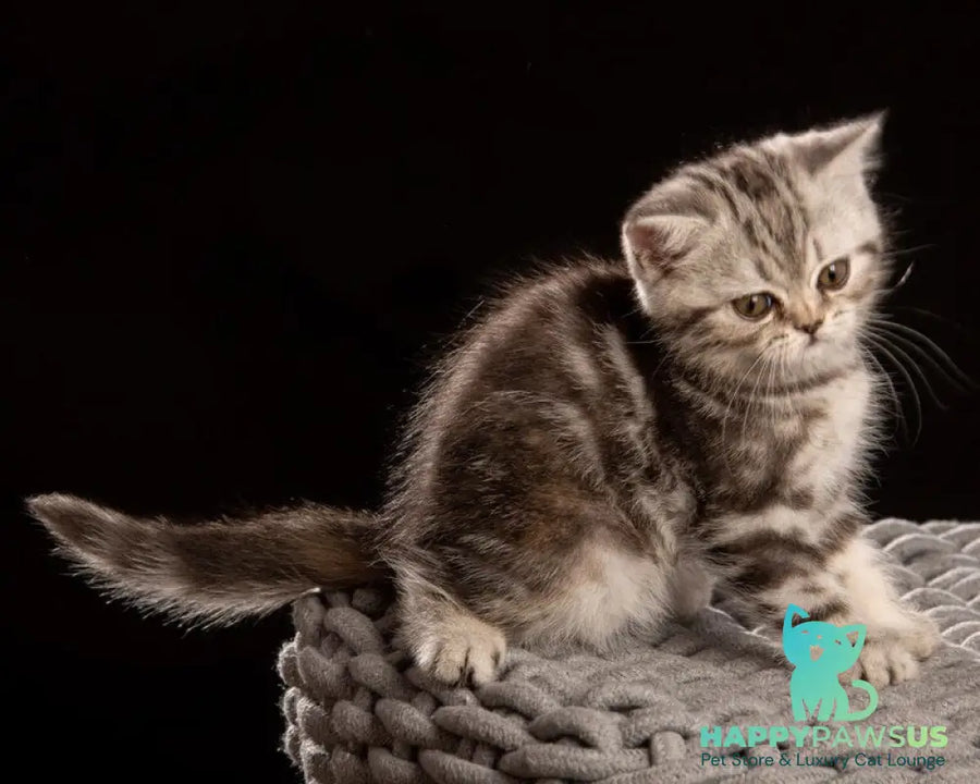Nicole Scottish Straight female black silver tabby - live animals