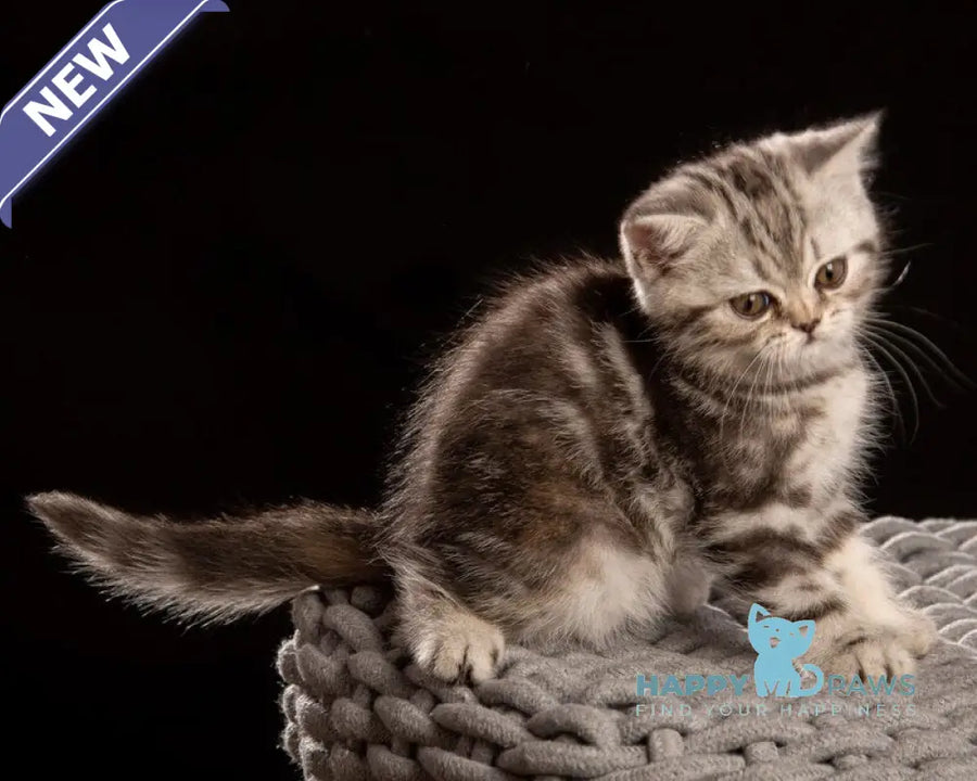 Nicole Scottish Straight female black silver tabby - live animals