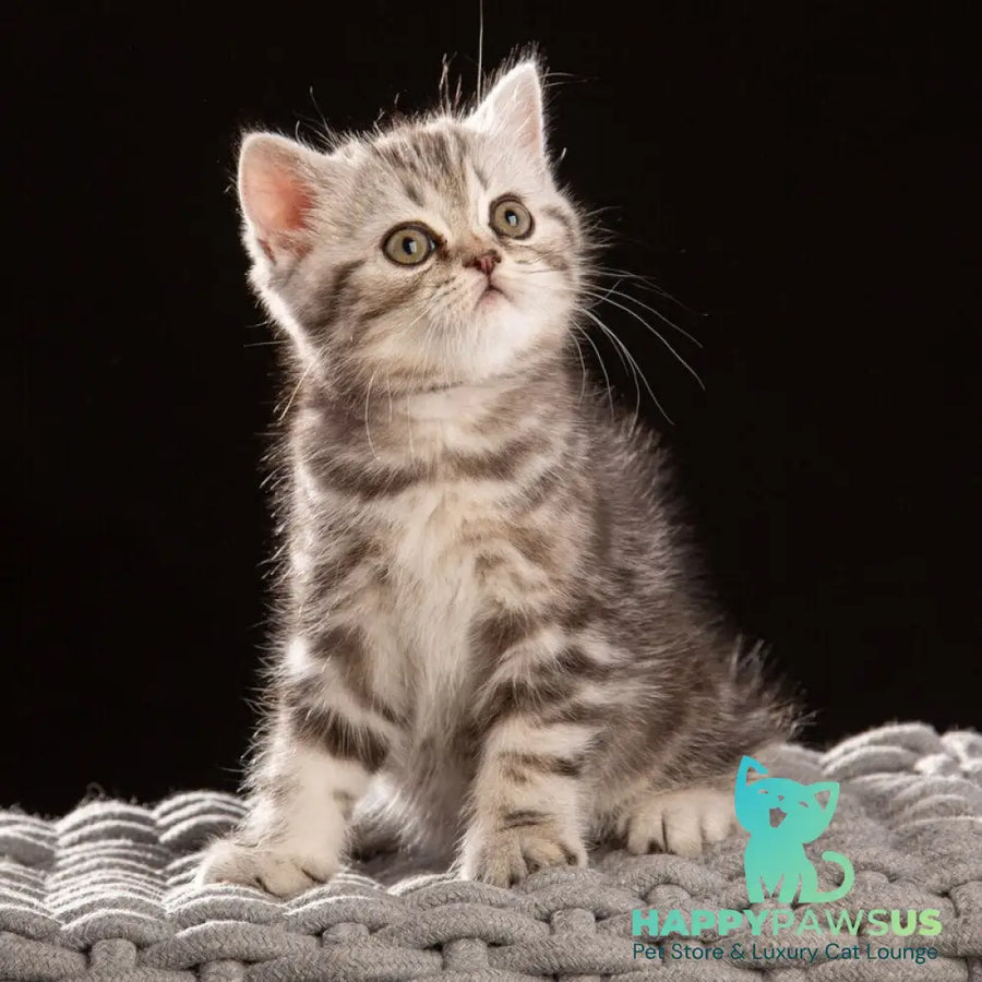 Nicole Scottish Straight female black silver tabby - live animals