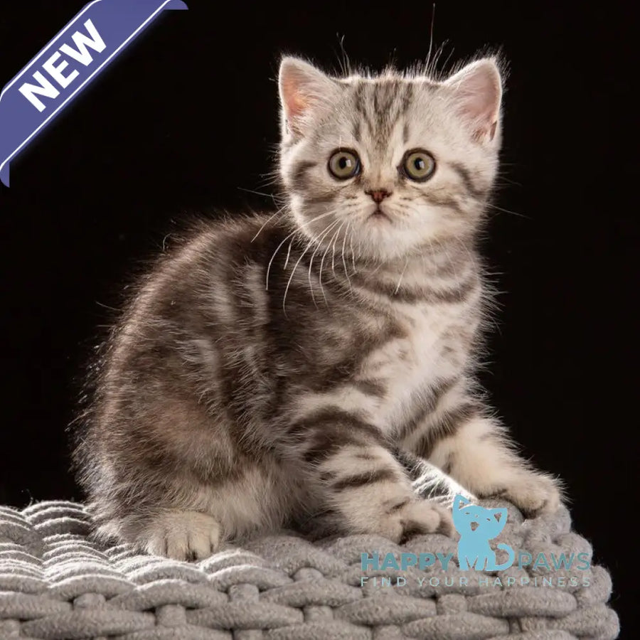 Nicole Scottish Straight female black silver tabby - live animals