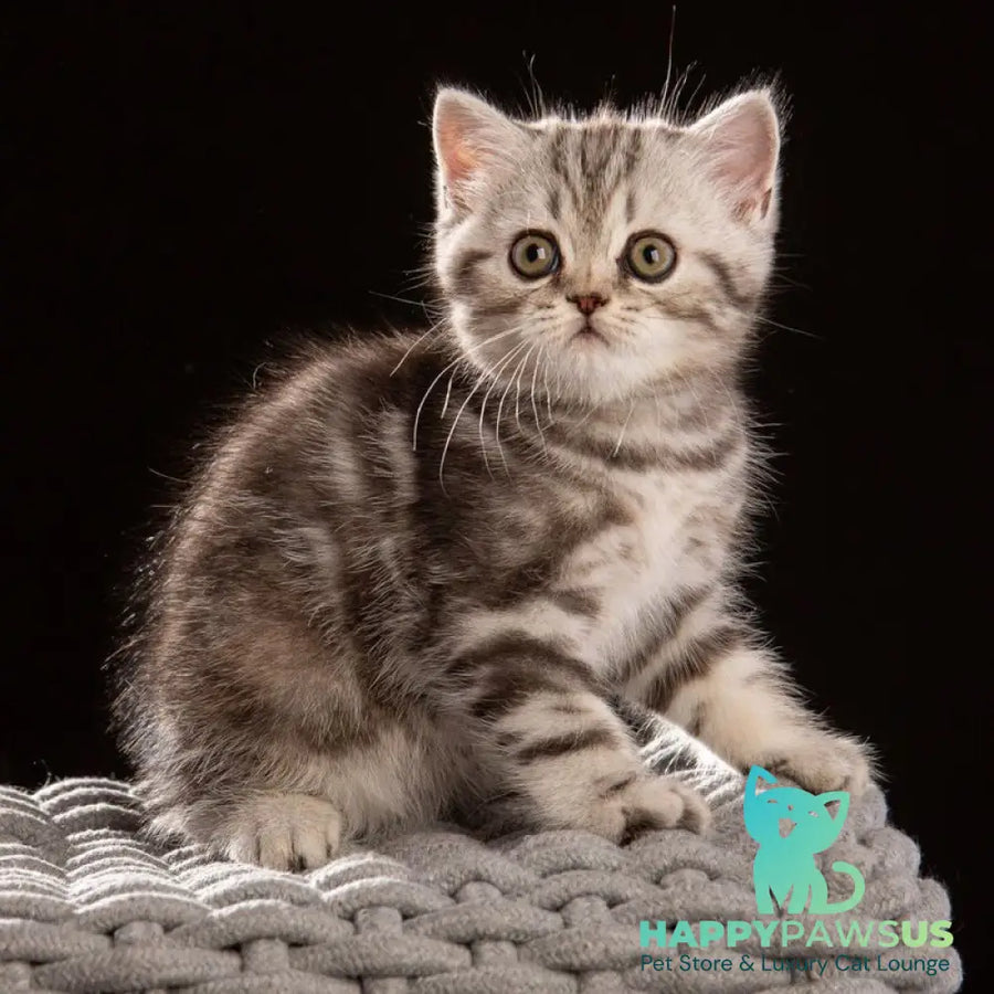 Nicole Scottish Straight female black silver tabby - live animals