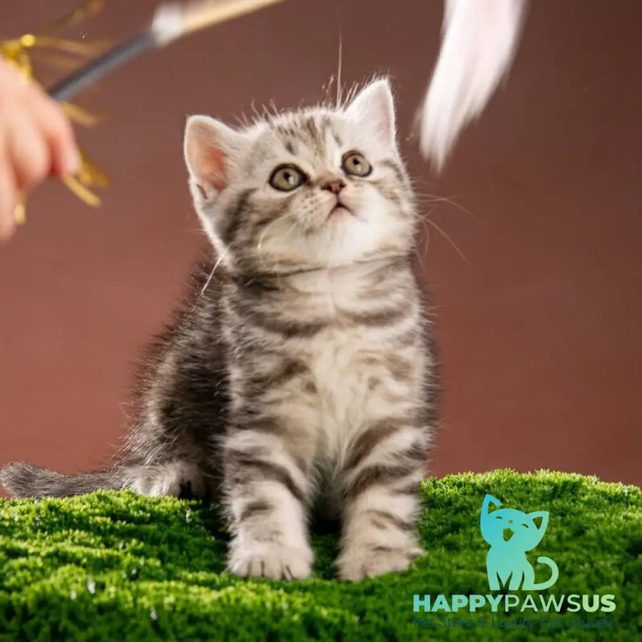 Nicole Scottish Straight female black silver tabby - live animals