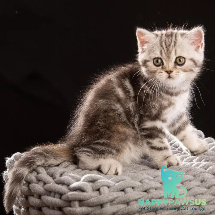 Nicole Scottish Straight female black silver tabby - live animals