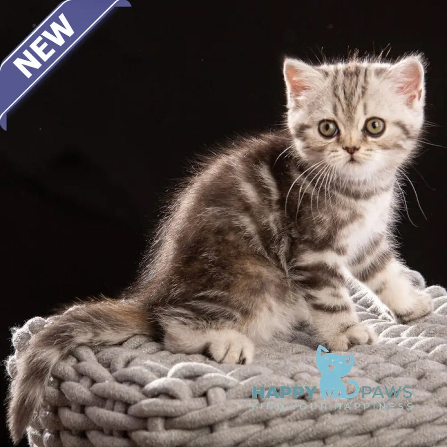 Nicole Scottish Straight female black silver tabby - live animals