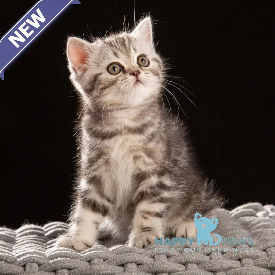 Nicole Scottish Straight female black silver tabby - live animals