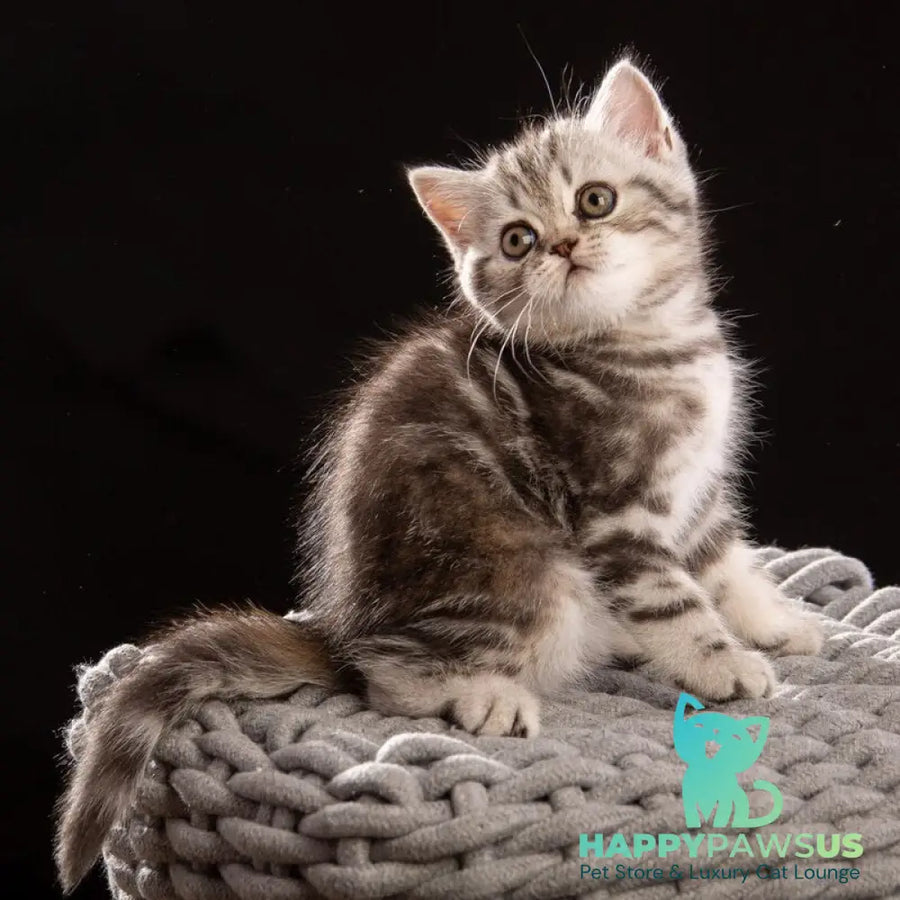 Nicole Scottish Straight female black silver tabby - live animals