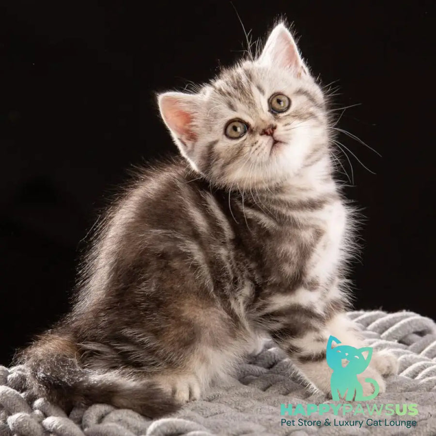 Nicole Scottish Straight female black silver tabby - live animals