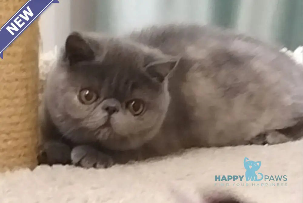 Nifa Exotic female blue tortie live animals