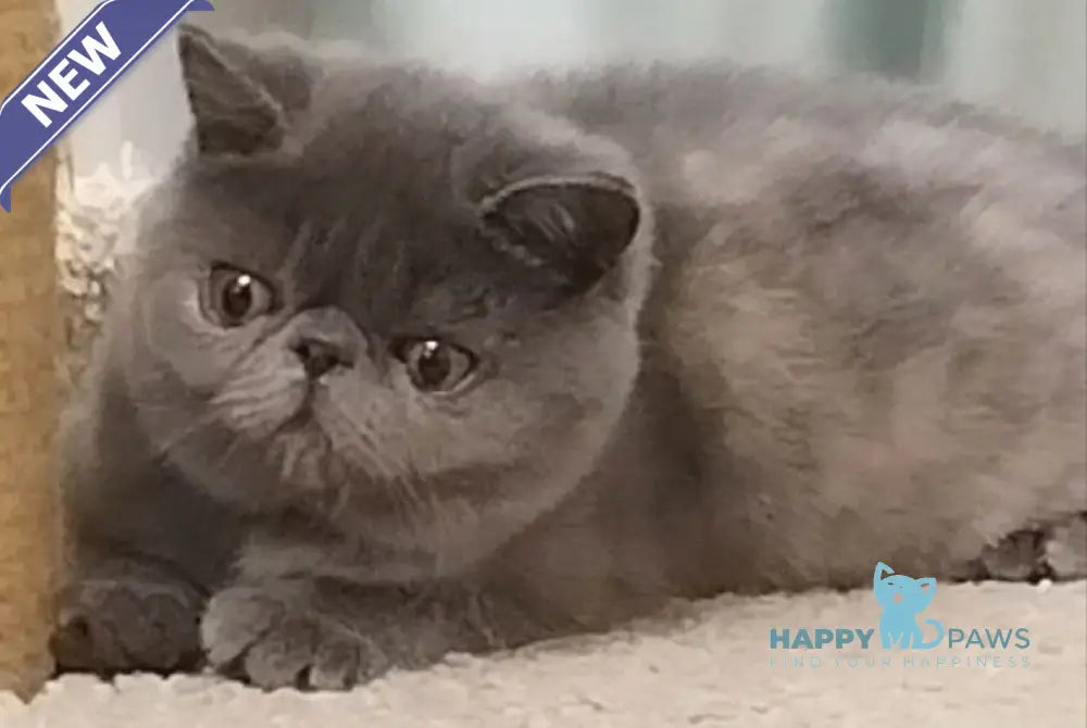 Nifa Exotic female blue tortie live animals
