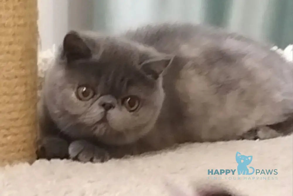 Nifa Exotic female blue tortie live animals