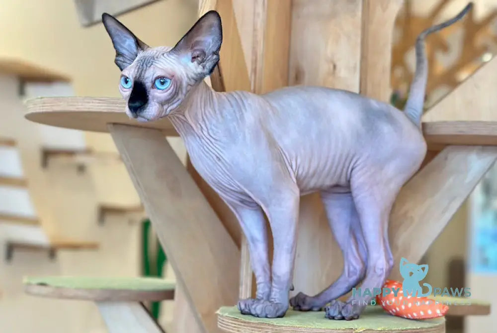 Nifertiti Canadian Sphynx female seal pointed live animals
