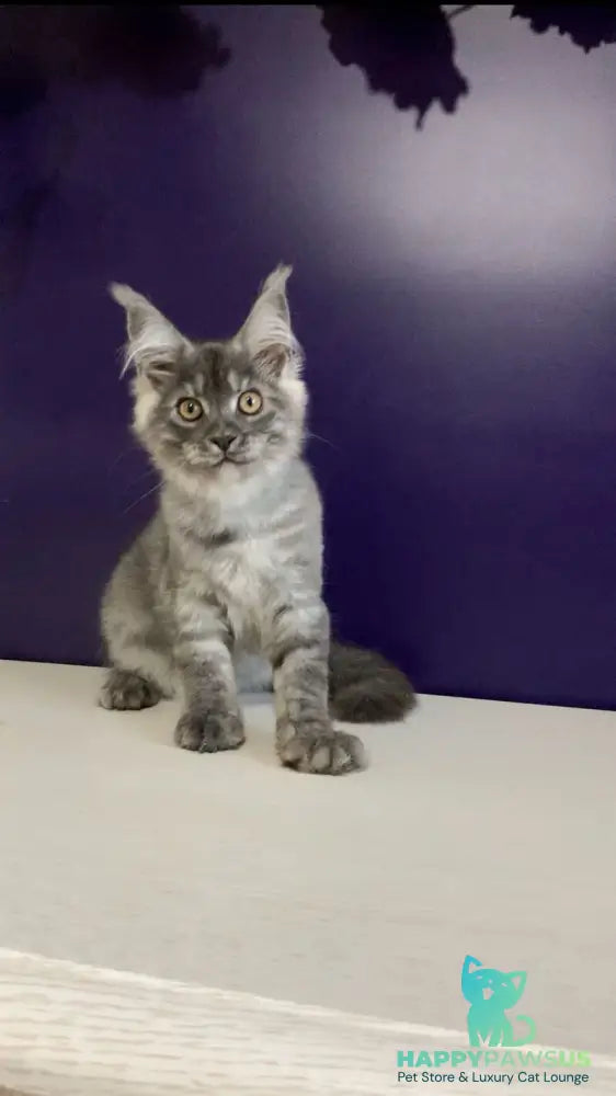 Nigel Maine Coon male black silver - live animals