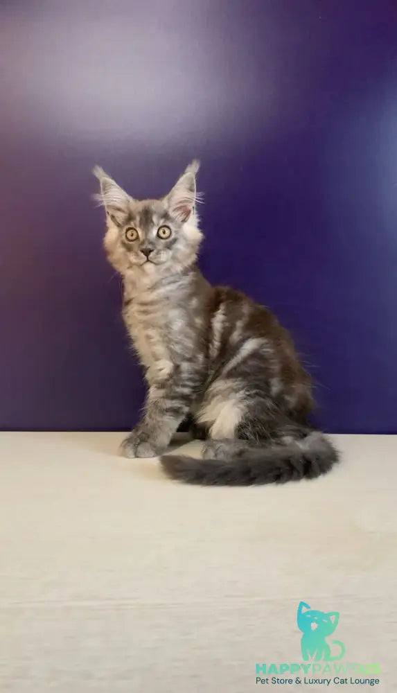 Nigel Maine Coon male black silver - live animals