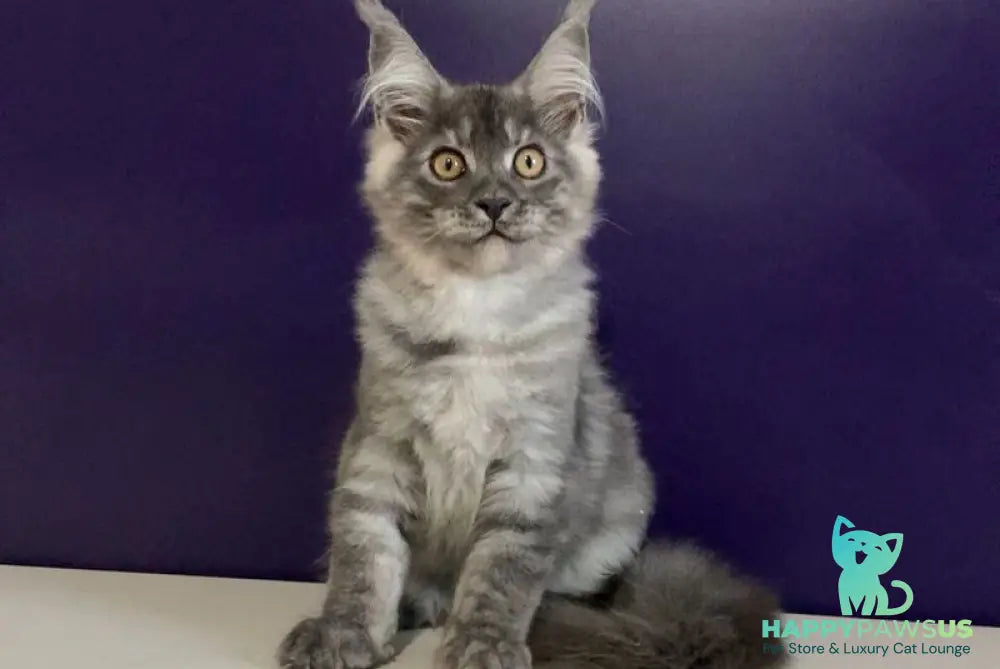 Nigel Maine Coon male black silver - live animals