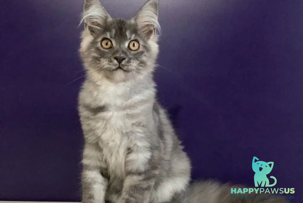 Nigel Maine Coon male black silver - live animals