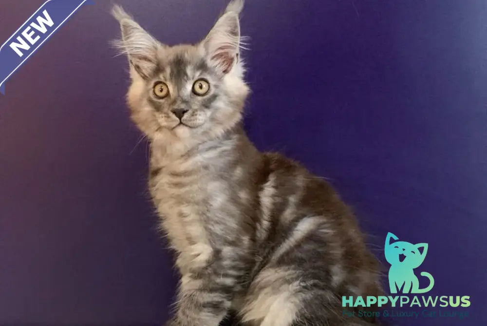 Nigel Maine Coon male black silver - live animals