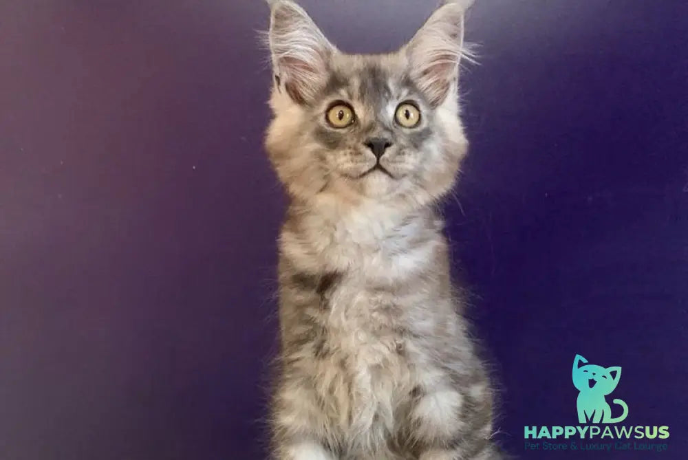 Nigel Maine Coon male black silver - live animals