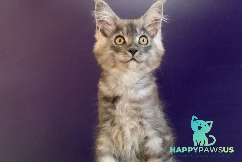 Nigel Maine Coon male black silver - live animals